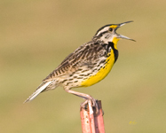 Eastern Meadowlark 7650